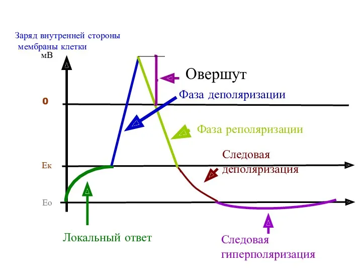 0 Ек Ео мВ Заряд внутренней стороны мембраны клетки Локальный