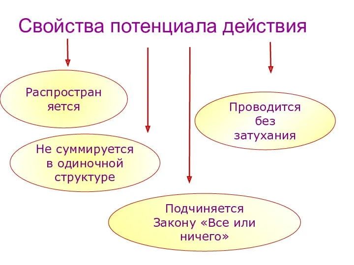 Свойства потенциала действия Распространяется Не суммируется в одиночной структуре Подчиняется