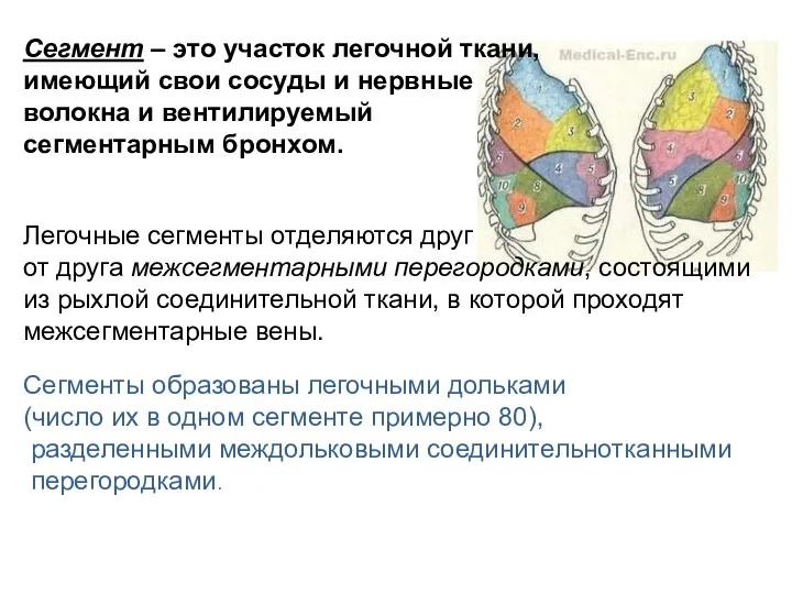 Сегмент – это участок легочной ткани, имеющий свои сосуды и нервные волокна и