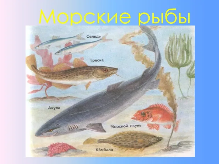 Морские рыбы