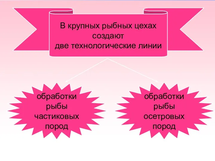 В крупных рыбных цехах создают две технологические линии обработки рыбы частиковых пород обработки рыбы осетровых пород