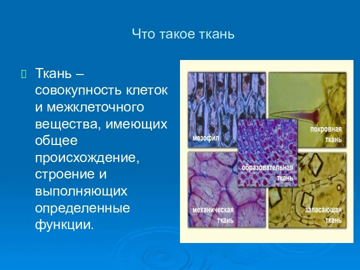 Что такое ткань - Ткань – совокупность клеток и межклеточного вещества, имеющих общее