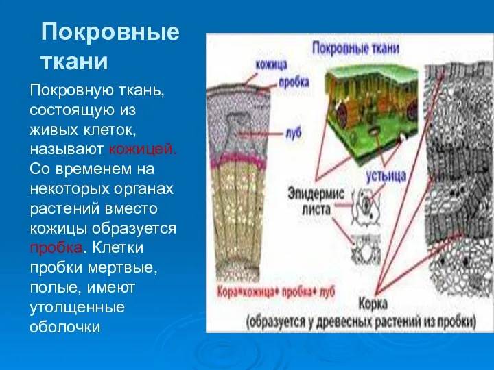 Покровные ткани Покровную ткань, состоящую из живых клеток, называют кожицей.