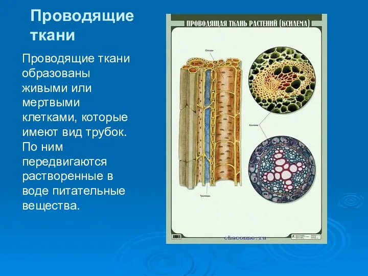 Проводящие ткани Проводящие ткани образованы живыми или мертвыми клетками, которые