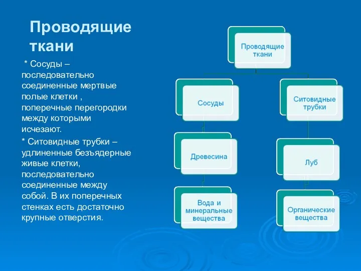 Проводящие ткани * Сосуды – последовательно соединенные мертвые полые клетки , поперечные перегородки