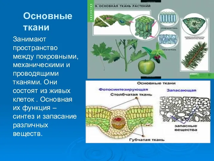 Основные ткани Занимают пространство между покровными, механическими и проводящими тканями. Они состоят из