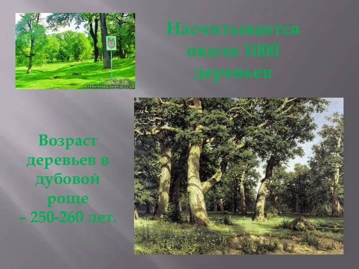 Возраст деревьев в дубовой роще – 250-260 лет. Насчитывается около 1000 деревьев