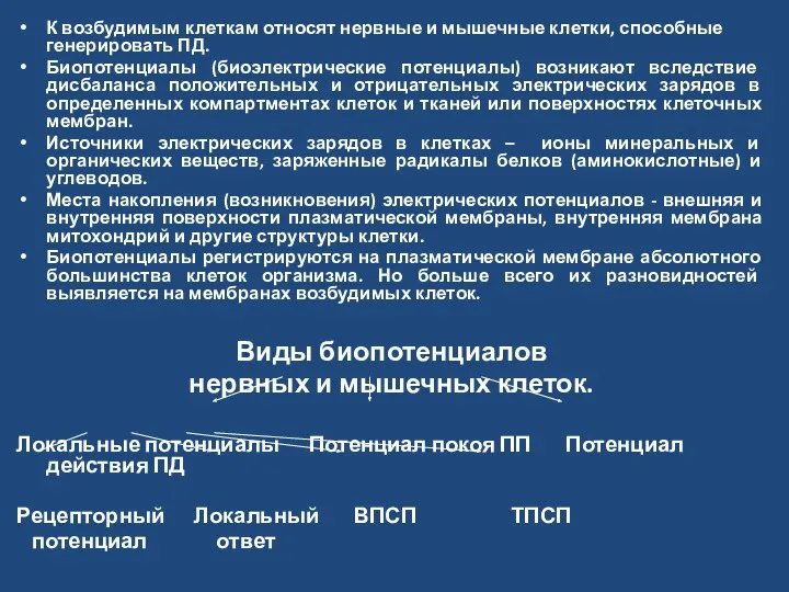 К возбудимым клеткам относят нервные и мышечные клетки, способные генерировать