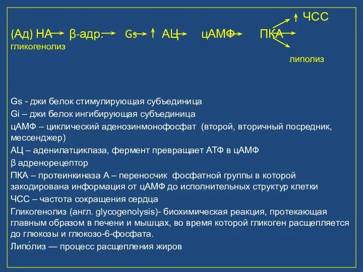 ЧСС (Ад) НА β-адр. Gs АЦ цАМФ ПКА гликогенолиз липолиз