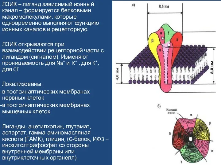 ЛЗИК – лиганд зависимый ионный канал – формируется белковыми макромолекулами,