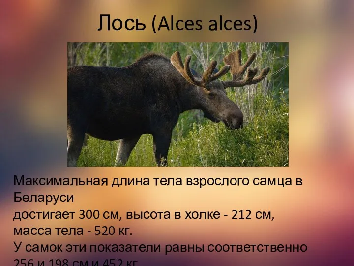 Лось (Alces alces) Максимальная длина тела взрослого самца в Беларуси достигает 300 см,