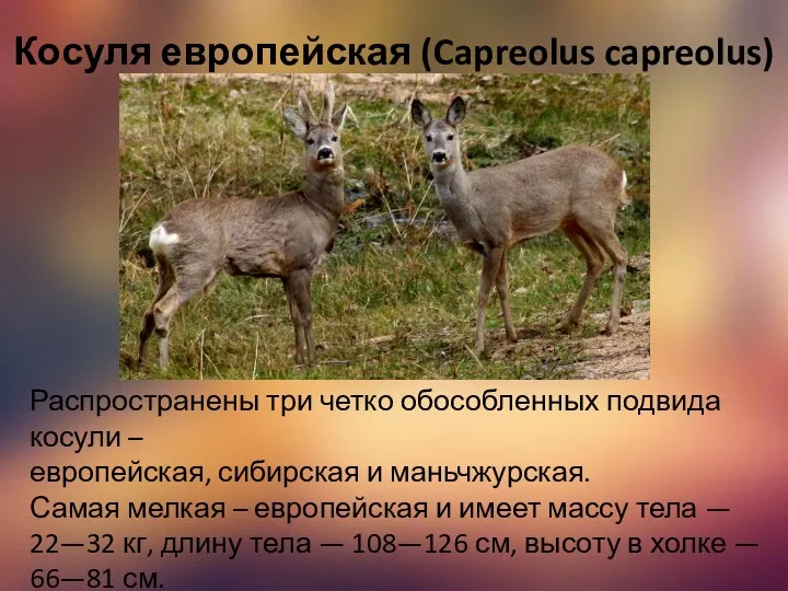 Косуля европейская (Capreolus capreolus) Распространены три четко обособленных подвида косули