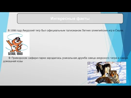 В 1998 году Амурский тигр был официальным талисманом Летних олимпийских