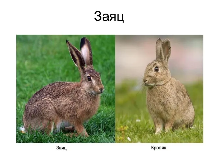 Заяц