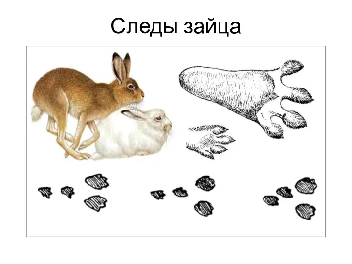 Следы зайца