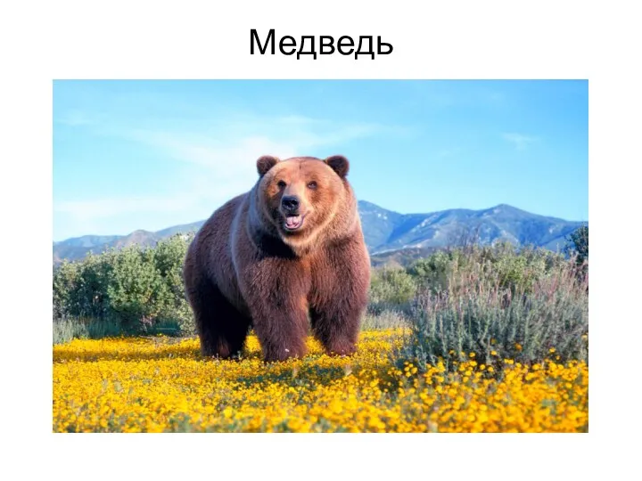 Медведь