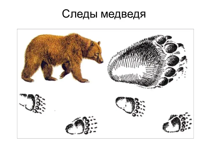 Следы медведя