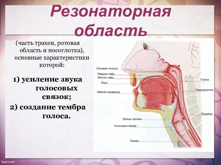 Резонаторная область (часть трахеи, ротовая область и носоглотка), основные характеристики