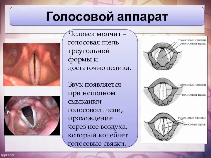 Голосовой аппарат Человек молчит – голосовая щель треугольной формы и