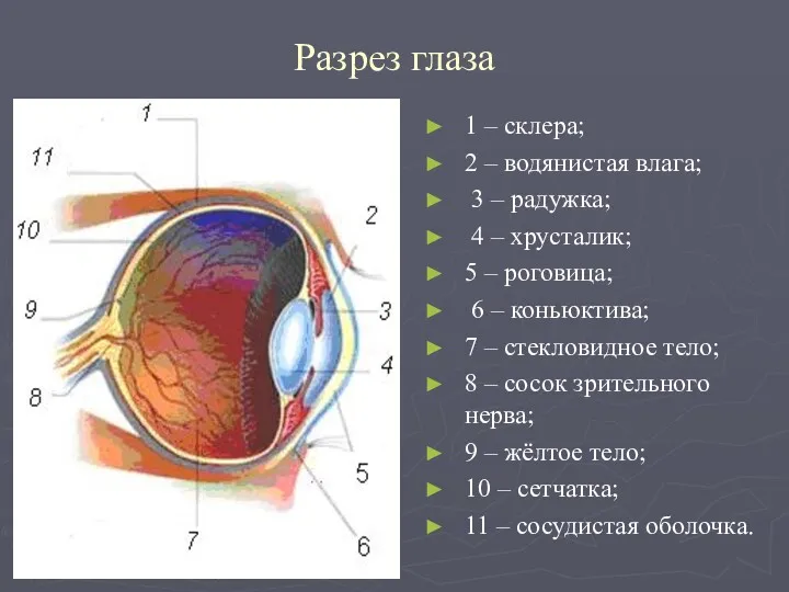 Разрез глаза 1 – склера; 2 – водянистая влага; 3 – радужка; 4
