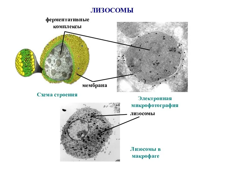 ЛИЗОСОМЫ Схема строения мембрана ферментативные комплексы Электронная микрофотография Лизосомы в макрофаге лизосомы