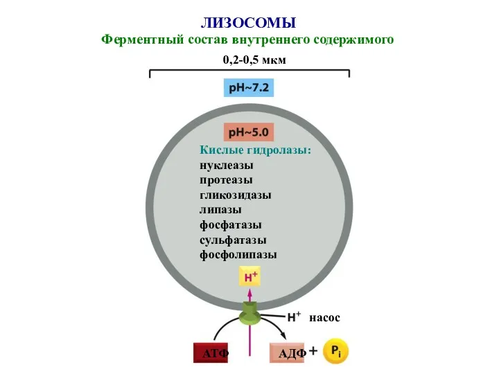 ЛИЗОСОМЫ Ферментный состав внутреннего содержимого 0,2-0,5 мкм насос АТФ АДФ