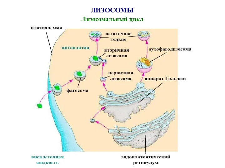 ЛИЗОСОМЫ Лизосомальный цикл