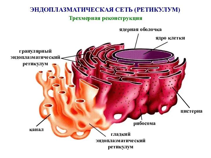 ЭНДОПЛАЗМАТИЧЕСКАЯ СЕТЬ (РЕТИКУЛУМ) Трехмерная реконструкция