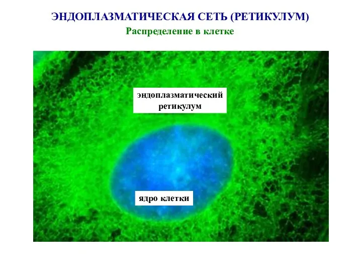 ЭНДОПЛАЗМАТИЧЕСКАЯ СЕТЬ (РЕТИКУЛУМ) Распределение в клетке ядро клетки эндоплазматический ретикулум