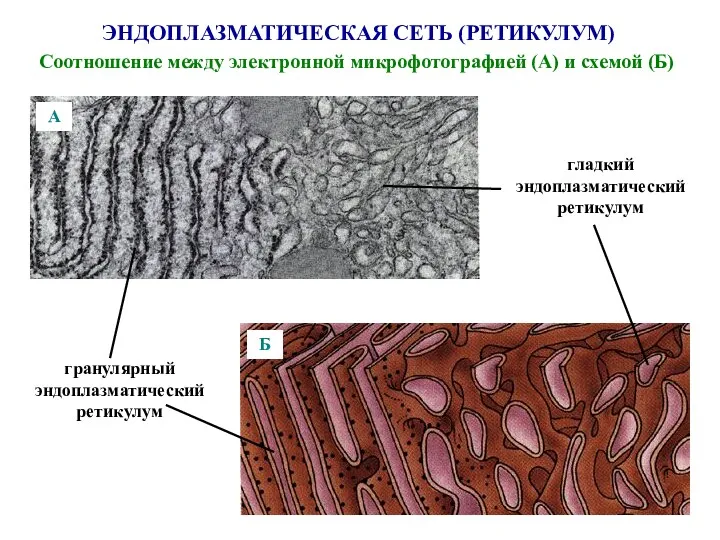 ЭНДОПЛАЗМАТИЧЕСКАЯ СЕТЬ (РЕТИКУЛУМ) Соотношение между электронной микрофотографией (А) и схемой