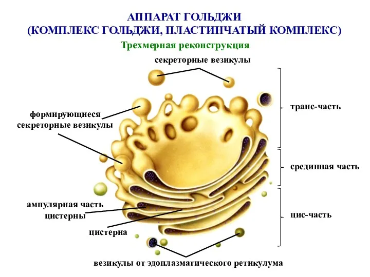 АППАРАТ ГОЛЬДЖИ (КОМПЛЕКС ГОЛЬДЖИ, ПЛАСТИНЧАТЫЙ КОМПЛЕКС) Трехмерная реконструкция секреторные везикулы