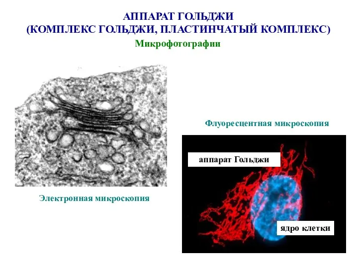 АППАРАТ ГОЛЬДЖИ (КОМПЛЕКС ГОЛЬДЖИ, ПЛАСТИНЧАТЫЙ КОМПЛЕКС) Микрофотографии Электронная микроскопия Флуоресцентная микроскопия ядро клетки аппарат Гольджи