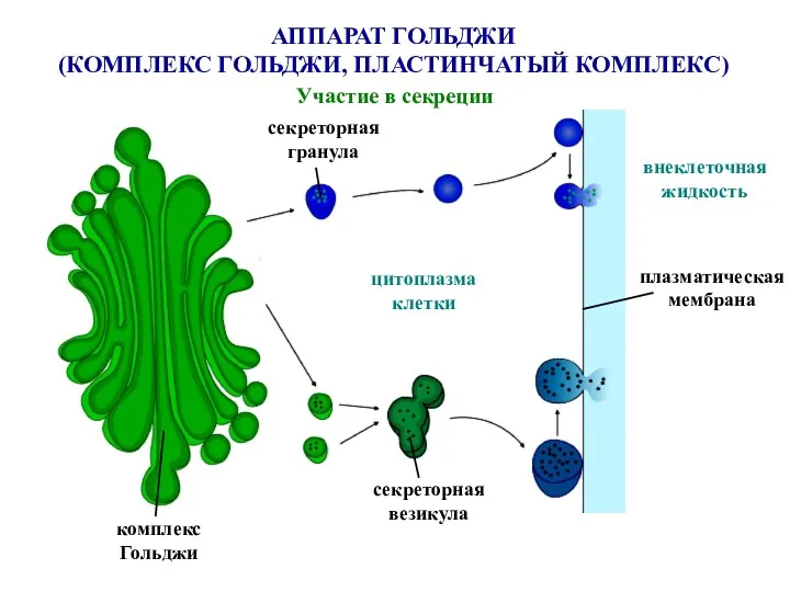 цитоплазма клетки плазматическая мембрана внеклеточная жидкость комплекс Гольджи секреторная гранула