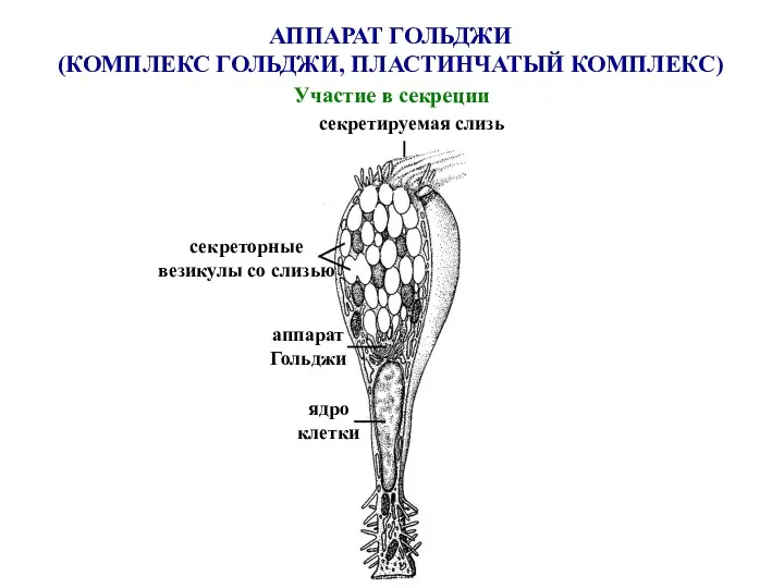 АППАРАТ ГОЛЬДЖИ (КОМПЛЕКС ГОЛЬДЖИ, ПЛАСТИНЧАТЫЙ КОМПЛЕКС) Участие в секреции секретируемая