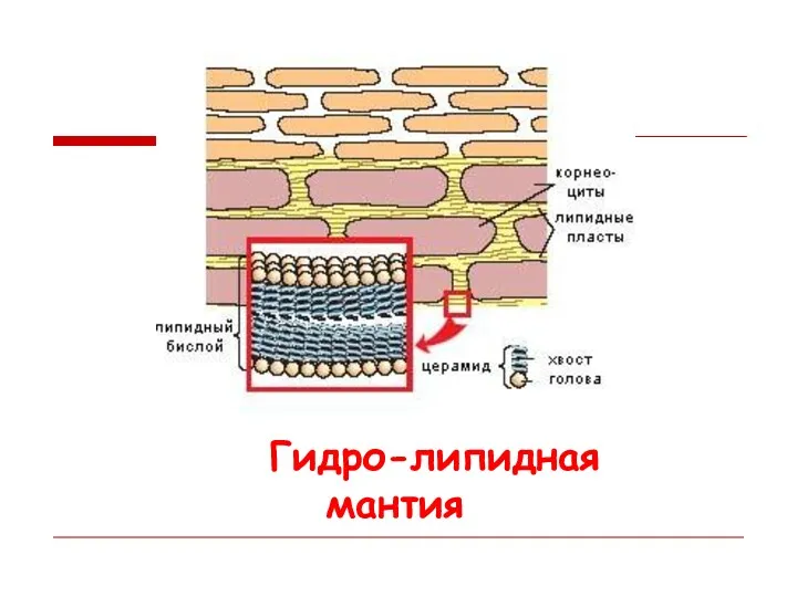 Гидро-липидная мантия