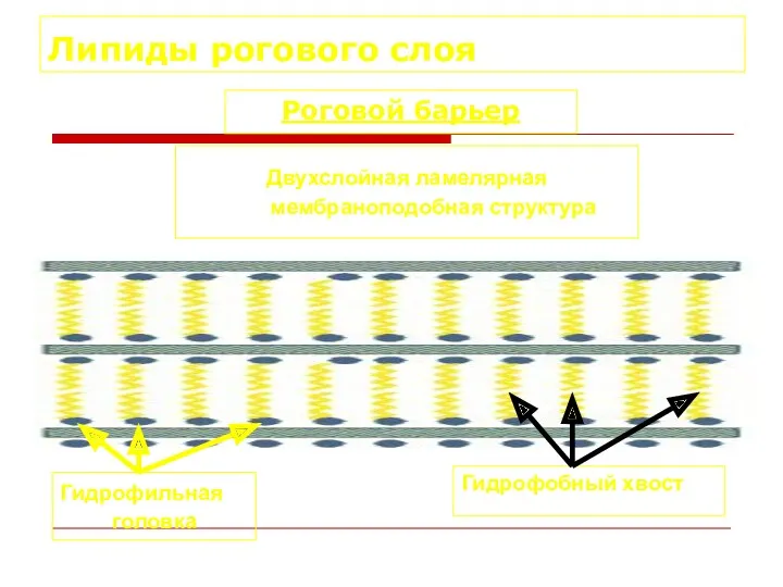 Липиды рогового слоя Роговой барьер Гидрофобный хвост Гидрофильная головка Двухслойная ламелярная мембраноподобная структура