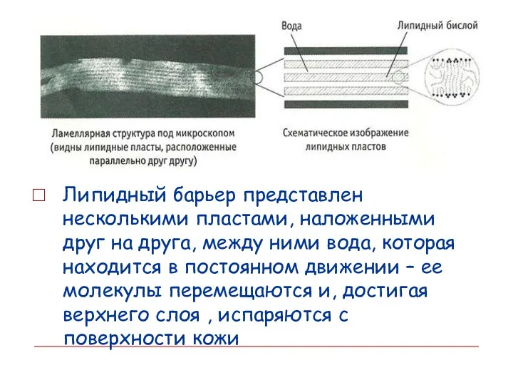 Липидный барьер представлен несколькими пластами, наложенными друг на друга, между