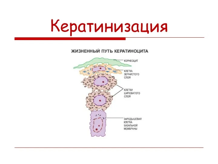 Кератинизация