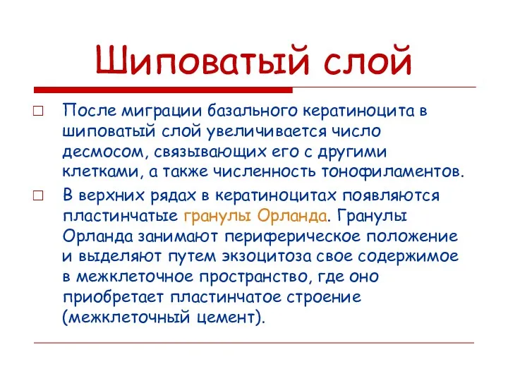 Шиповатый слой После миграции базального кератиноцита в шиповатый слой увеличивается