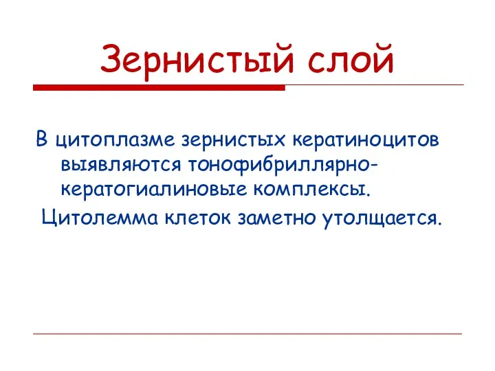 Зернистый слой В цитоплазме зернистых кератиноцитов выявляются тонофибриллярно-кератогиалиновые комплексы. Цитолемма клеток заметно утолщается.