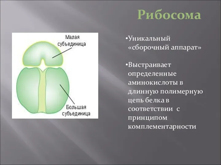 Рибосома Уникальный «сборочный аппарат» Выстраивает определенные аминокислоты в длинную полимерную