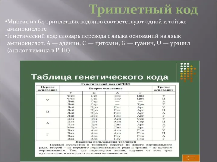 Триплетный код Многие из 64 триплетных кодонов соответствуют одной и