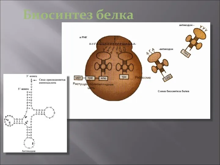 Биосинтез белка