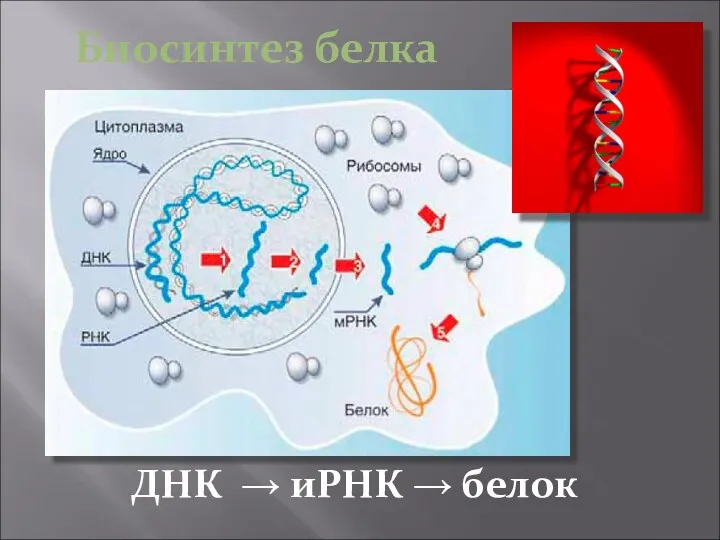 Биосинтез белка ДНК → иРНК → белок