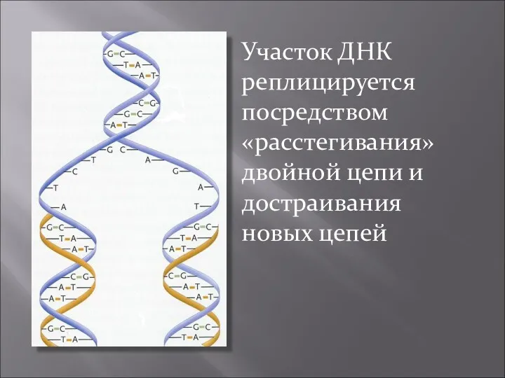 Участок ДНК реплицируется посредством «расстегивания» двойной цепи и достраивания новых цепей