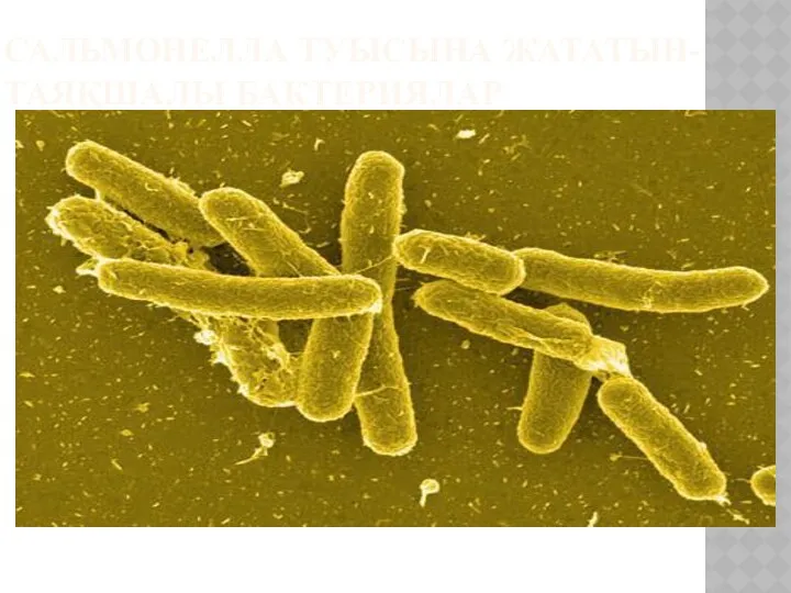 САЛЬМОНЕЛЛА ТУЫСЫНА ЖАТАТЫН-ТАЯҚШАЛЫ БАКТЕРИЯЛАР