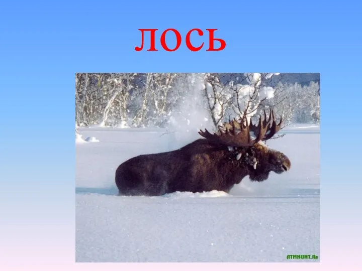 лось