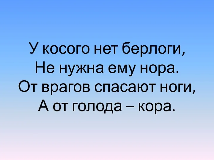 У косого нет берлоги, Не нужна ему нора. От врагов