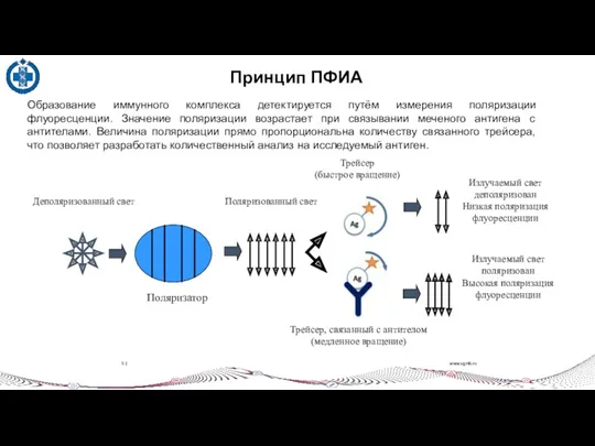 Принцип ПФИА www.vgnki.ru 5 | Образование иммунного комплекса детектируется путём
