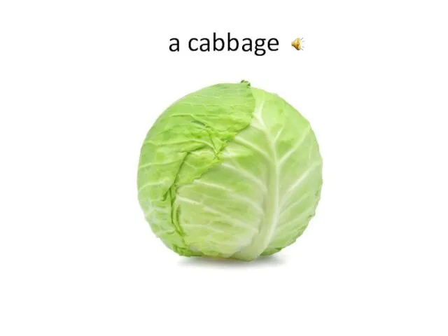 a cabbage